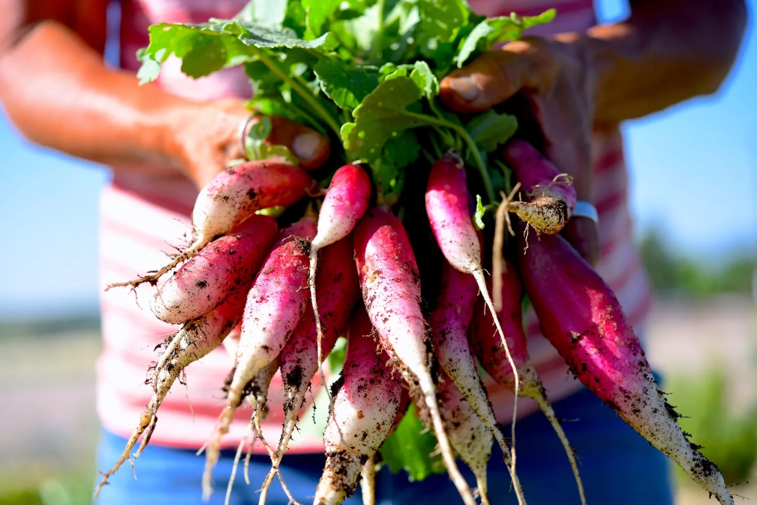 Picture of radishes