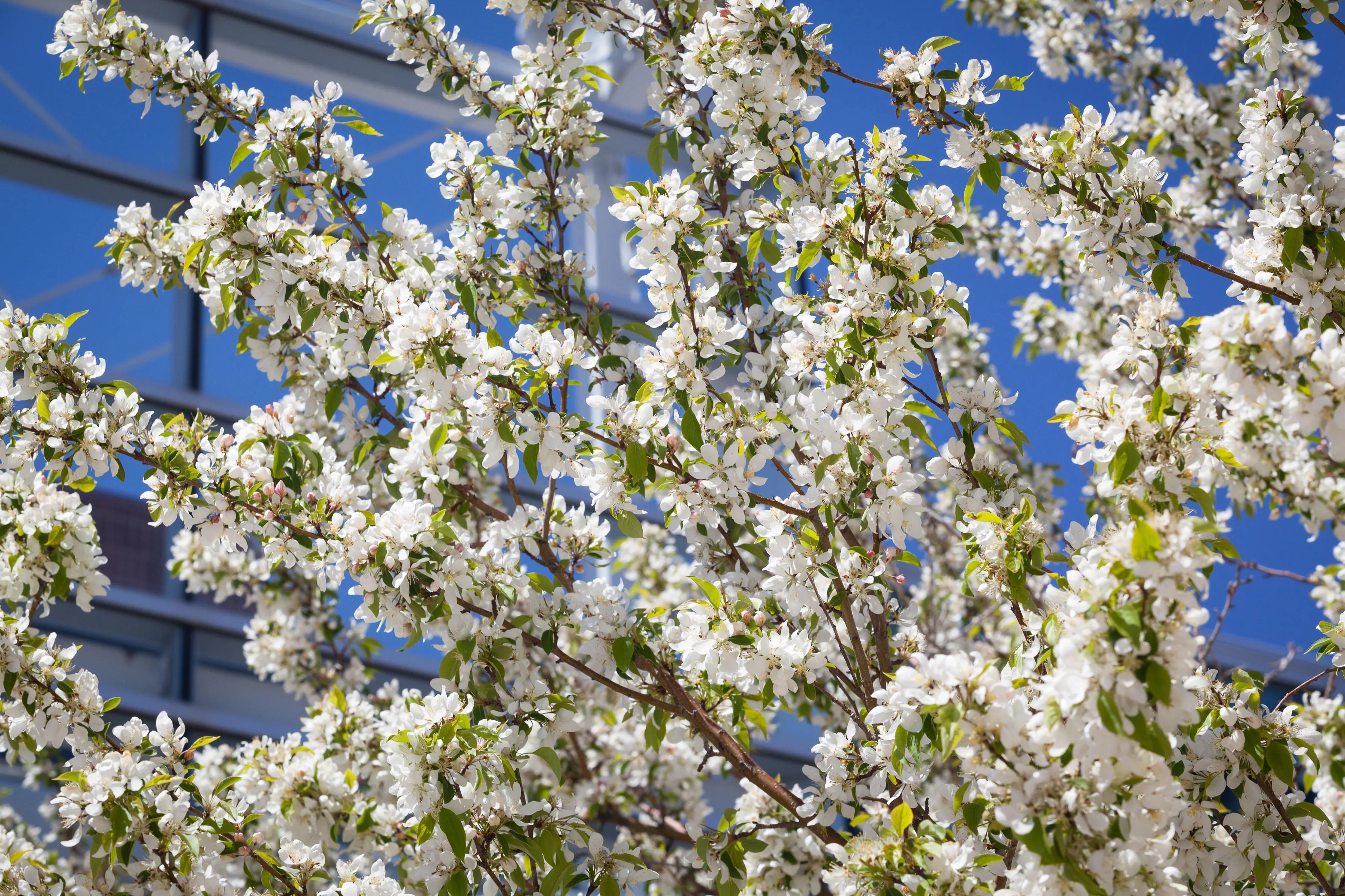 A blooming tree on UCCS.