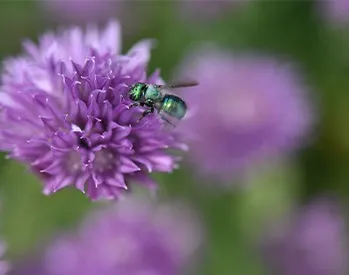 Bee on a purple clover