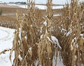 Corn Stocks covered in snow 